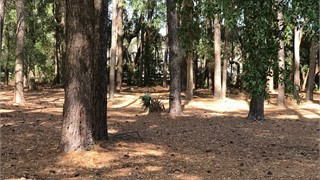 121 Summerton Drive thumbnail image 5