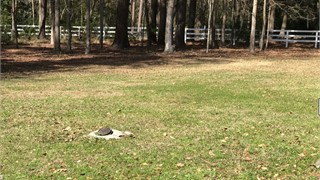 59 Newberry Court thumbnail image 4