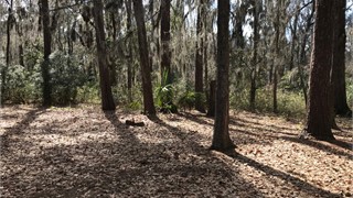 65 Lexington Drive thumbnail image 4