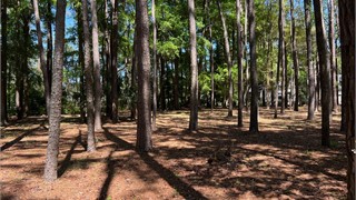 113 Summerton Drive thumbnail image 7