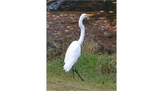 10 Abbeville Court thumbnail image 33