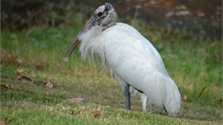 10 Abbeville Court thumbnail image 34