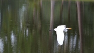 10 Abbeville Court thumbnail image 35