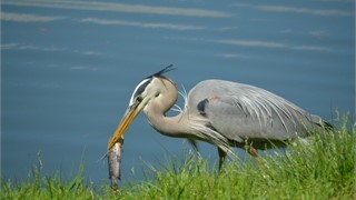 10 Abbeville Court thumbnail image 36