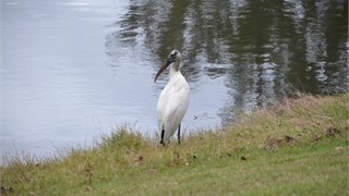 10 Abbeville Court thumbnail image 37