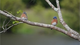 10 Abbeville Court thumbnail image 38