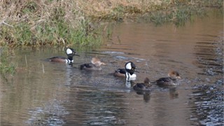 10 Abbeville Court thumbnail image 39